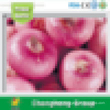 New crop red onion 6-8cm